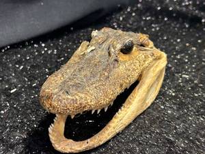 lot 138 image: Crocodile Skull with Jaw
