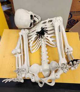 lot 71023 image: Poseable Skeleton Figure with Black Spider Decoration 54in - Retail $35