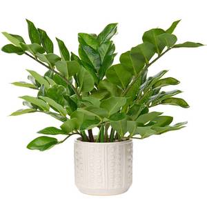 lot 13092 image: Briful Faux ZZ Plant 17 Artificial Potted in Ceramic