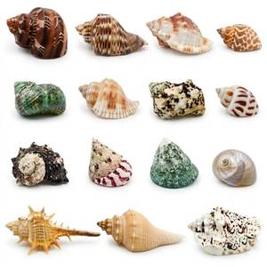 lot 14200 image: ECVLRTK Hermit Crab Shells 15 Pc Medium Natural Conch
