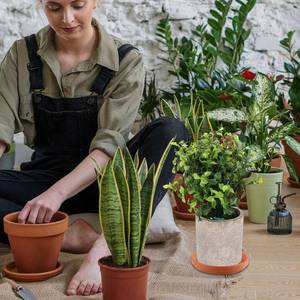 lot 20467 image: DECHOUS 4Pcs Terracotta Plant Saucer Pots Tray - 3.14 Inch Round Planter Saucers Small Plant Pot Clay Trays for Indoor Outdoor Gardening