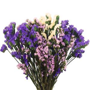 lot 12453 image: FAICOIA Dried Flowers Bundles Forget Me Not with Stems