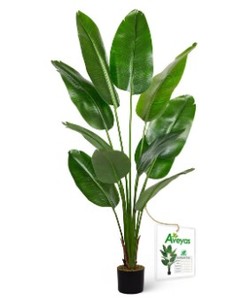 lot 17441 image: Aveyas Decorative Plant of Paradise Tree