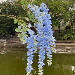 lot 20325 image: 47Silk Amber Wisteria Artificial Flowers 2 Branches, Fake Wisteria Floral Hanging Plant Garland,Hanging Flower Stem for Home Decor, Party, Floor Vase, Wedding Arrangement Decoration (Blue)