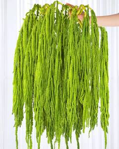 lot 17666 image: Glicrili Preserved Amaranthus Stems, 23-27 Neon Green (15 Pcs)
