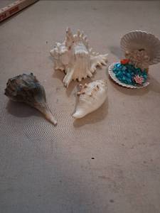 lot 100 image: Seashell Lot 6 Pieces Natural Shells Decorative Craft Items