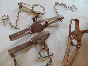 lot 3722 image: Large Leg Hold Traps