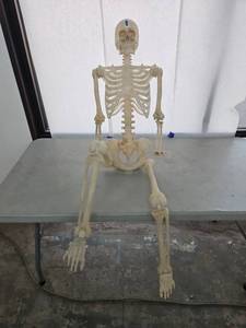lot 1064 image: Human Skeleton Anatomical Model 5ft