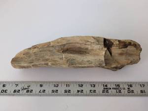 lot 2076 image: Petrified Wood Specimen approx 11 in Long