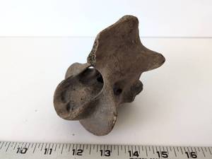 lot 2078 image: Vertebra Animal Bone Specimen 4 Wide