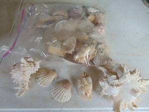 lot 3828 image: Shells