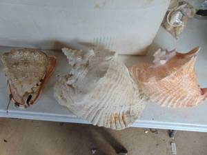 lot 3829 image: Shells