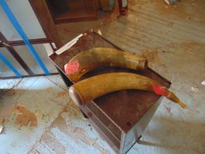 lot 3458 image: Pair of Animal Horns