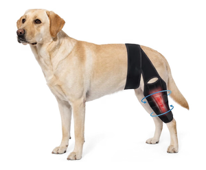 lot 8985 image: Dog Knee Brace for Back Leg,Dogs Leg Brace Hind & Rear Legs Senior Dog(M)Reduces Pain & Inflammation, Leg Support, Post Surgery Care Recovery, for Joint Instability, Torn ACL, Limping, Osteoarthritis