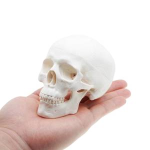 lot 110469 image: Mini Skull Anatomy Model for Studying - Human Skull Model, Small Plastic Head Bones for Artists Drawing - QREBYQ Anatomy Skull Model