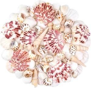 lot 7095 image: Natural Sea Shell Mixed Ocean Shells Set for DIY Crafts, Beach Themed Decor