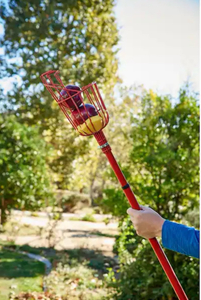 lot 44748 image: Corona 12 ft. L Reach Extendable Aluminum Handle Fruit Picker with an extra pole.