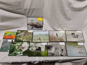 lot 34761 image: Set of 11 live nature photos in various sizes