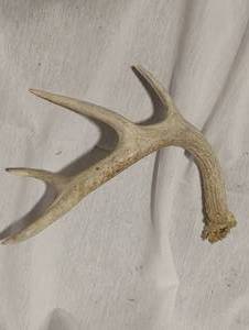 lot 34763 image: Deer antler