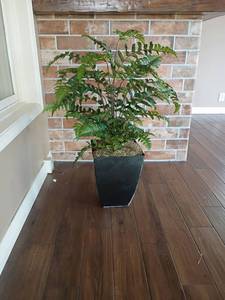lot 1031 image: Faux Plant.  45in. tall
