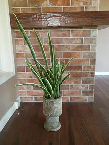 lot 1033 image: Faux Plant.  Base is concrete.  50in. tall