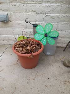 lot 3102 image: Garden Lot.  Plant, Watering Can, Pitcher and More