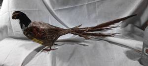 lot 34901 image: Taxidermy mount of a pheasant with long, barred tail feathers
