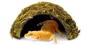 lot 193 image: PINVNBY 1 Pack Natural Green Moss Hide Caves Coconut Reptile Hideouts Hamster Climbing Toys Gecko Habitat Decor Lizard Shell Shelter for Snake Tarantulas Turtle Chameleon - Retail $14