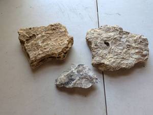 lot 174 image: Fossil Specimens Lot 3 Pieces