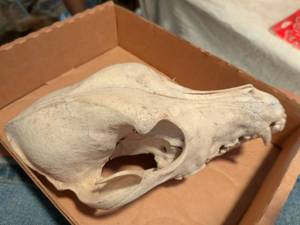 lot 379 image: Animal Skull Specimens Lot of 2 Large and Small