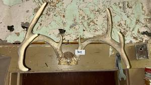 lot 304 image: Deer Antlers Taxidermy Mount