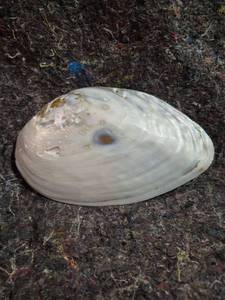 lot 572 image: Natural Clam Shell with Iridescent Interior