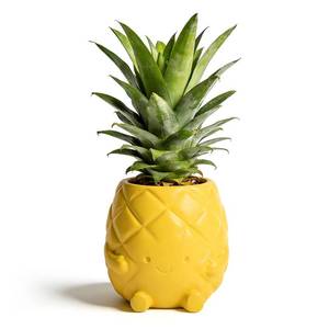 lot 11621 image: Ceramic Pineapple Smiley Face Cute Planter Pot 5 Inch with Drainage Hole