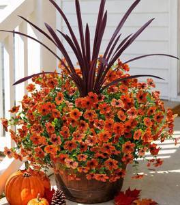 lot 19199 image: Fall Flowers Artificial Mums for Outdoors Autumn Decor, 12 Bundles Orange Fake Fall Mums with 1 pcs Burgundy Orchid Leaf UV Resistant Look Real Faux Flowers for Outside Planter Home Porch Patio Yard