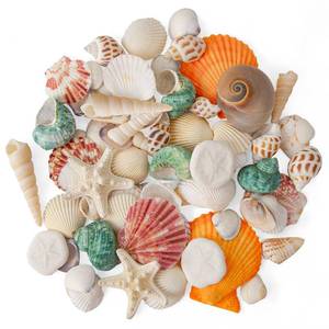 lot 18300 image: HOHUCRAB Mixed Seashells 50 Pc Set 12 Types