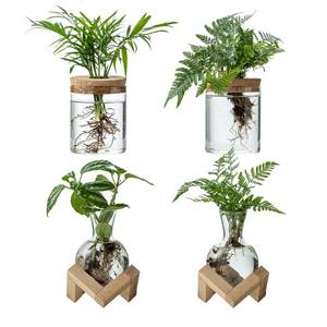 lot 12268 image: JGKYLDZ Glass Propagation Station Terrarium Set