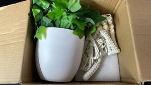 lot 9519 image: Potted Plant in White Ceramic Planter with Macram� Hanger
