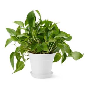 lot 19347 image: Amazon Basics Plant Pot with Saucer, 8 Inch