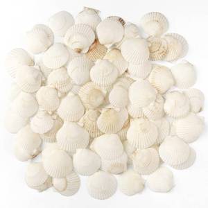 lot 2713 image: Jangostor 48 Pc Natural Scallop Shells 1.5-2 inch