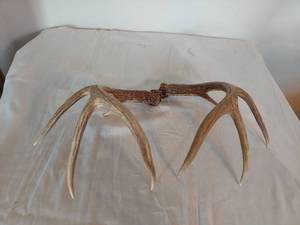 lot 1131 image: Pair of Deer Antlers