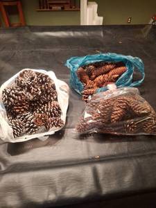 lot 1265 image: Lot of Pinecones - Mixed Sizes, Natural Brown