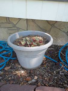 lot 4005 image: Garden Pot with Plant.  Pot 13 x 19