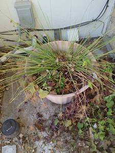 lot 4108 image: 16 x 21 Garden Pot with Plant