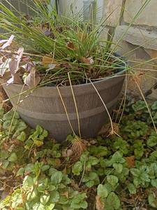 lot 4109 image: 14 x 22 Garden Pot with Plant