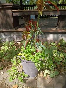 lot 4111 image: 12 x 12 Garden Pot with Plant