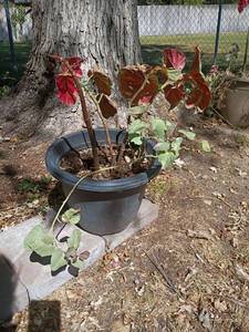 lot 4112 image: 10 x 14 Garden Pot with Plant