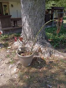lot 4113 image: 12 x 14 Garden Pot with Plant
