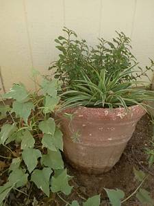 lot 4121 image: 13 x 16 Garden Pot with Plant