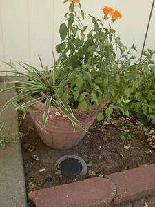 lot 4122 image: 13 x 16 Garden Pot with Plant