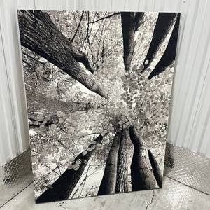 lot 83 image: Black and White Forest Canopy Photograph Canvas Print 36x48
